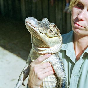 Alligator - March 1999