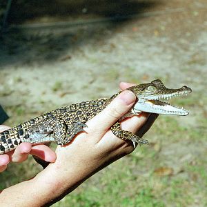 Baby crocodile - March 1999