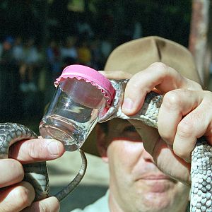 Snake milking demonstration - March 1999