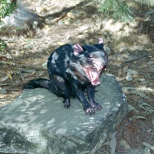 Tasmanian Devil - March 1999
