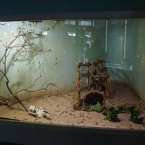 Locust Exhibit at London, 16/11/11