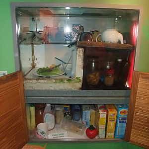 Cockroach and Spider Exhibits at London, 16/11/11