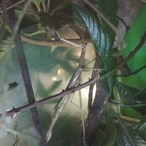 Giant Stick Insect at London, 16/11/11