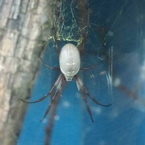 Orb-weaver Spider at London, 16/11/11