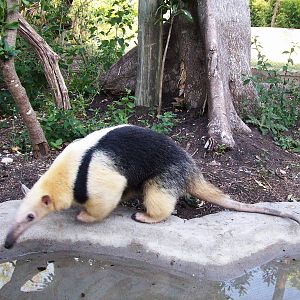 Tamandua o Lesser Anteater