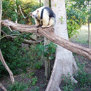 Tamandua o Lesser Anteater