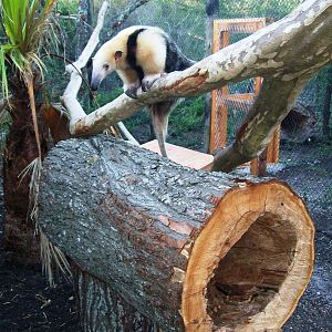Tamandua o Lesser Anteater