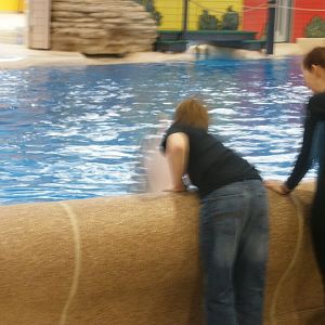 Training Dolphin at Brookfield Zoo