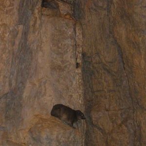 Rock Hyrax