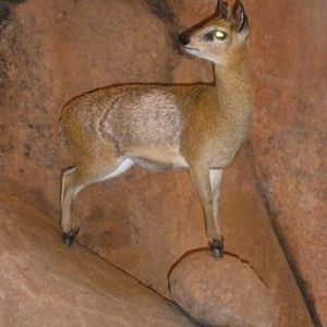 Klipspringer