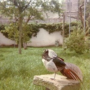 Lady Amherst's Pheasant 1976