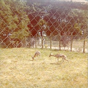 Arabian Gazelles 1976