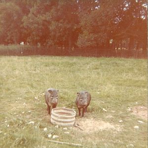 Collared Peccaries 1976