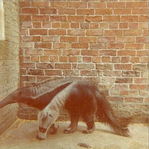 Nearly all of a Giant Anteater 1976