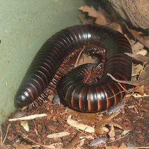 Seychelles Millipede at London, 16/11/11