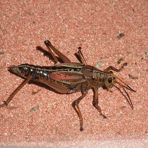 Lubber Grasshopper at London, 16/11/11