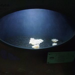 Jellyfish Exhibit at London, 16/11/11