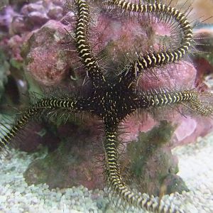 Brittlestar at London, 16/11/11