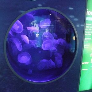 Jellyfish Exhibit at London, 16/11/11