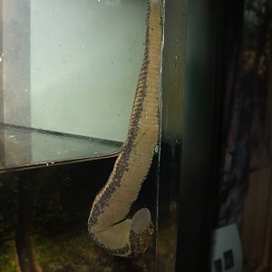 Medicinal Leech at London, 16/11/11