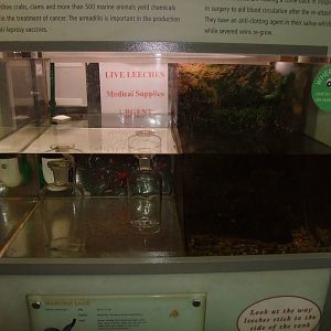 Medicinal Leech at London, 16/11/11