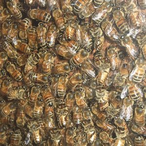 Honey Bees at London, 16/11/11