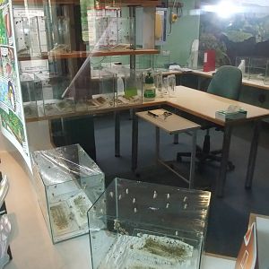 Partula Breeding Room at London, 16/11/11