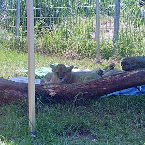 Lion cubs - Nov 1999