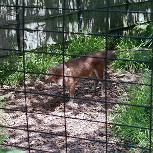 Dhole - Nov 1999