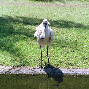 Royal Spoonbill - Nov 1999