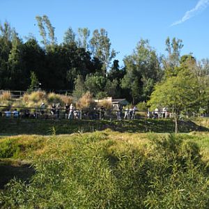 crowd for cheetah run