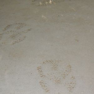 Asian elephant footprints on Sunda Trail