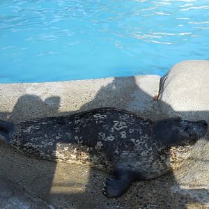 Bucky the seal in old Fresno Zoo sea lion exhibit