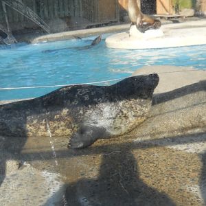 Old seal/sea lion exhibit