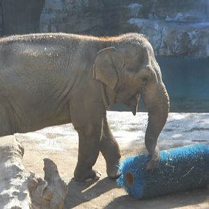 Asian elephant with giant lint roller