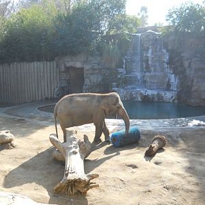 Asian elephant exhibit