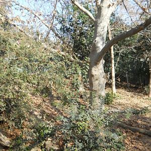 Fresno Zoo red wolf exhibit