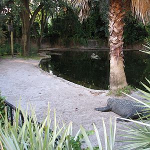Morocco - American Alligator Exhibit