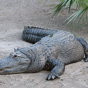 Morocco - American Alligator Exhibit