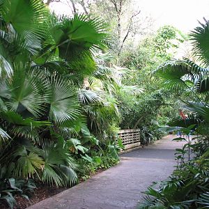 Myombe Reserve - Entrance Path