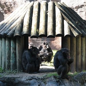 Myombe Reserve - Chimpanzee Exhibit