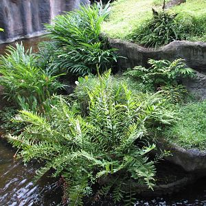 Myombe Reserve - Chimpanzee Exhibit