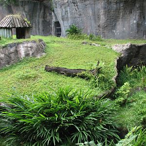 Myombe Reserve - Chimpanzee Exhibit