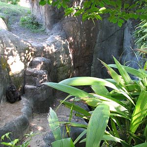 Myombe Reserve - Gorilla Exhibit