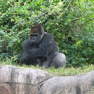 Myombe Reserve - Gorilla Exhibit