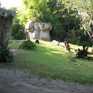 Myombe Reserve - Gorilla Exhibit