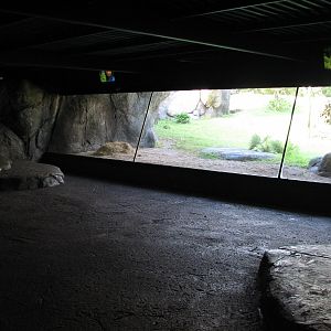 Myombe Reserve - Gorilla Exhibit