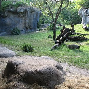 Myombe Reserve - Gorilla Exhibit