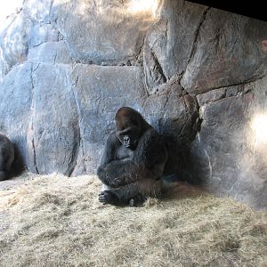 Myombe Reserve - Gorilla Exhibit
