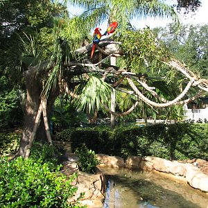Bird Gardens - Xcursions Shop - Macaw Exhibit